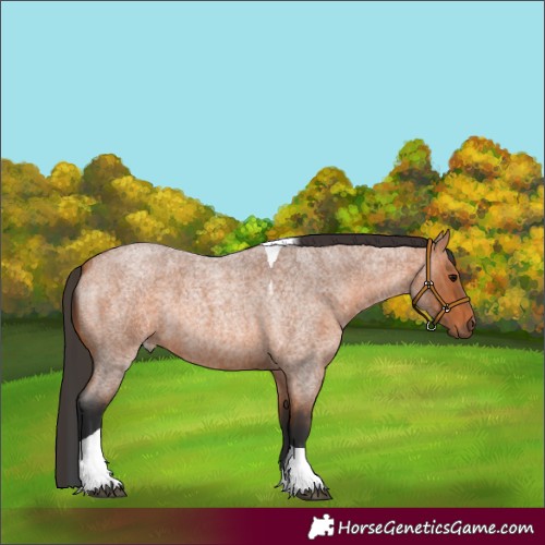 Horse Color:Unknown 