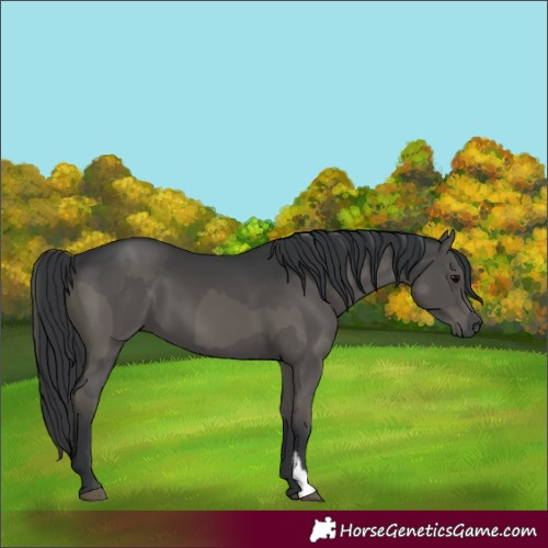 Horse Color:Grullo  and Grullo 