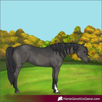 Horse Color:Grullo  and Grullo 