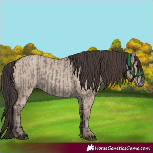 Horse Color:Grullo  and Classic Champagne Dun 