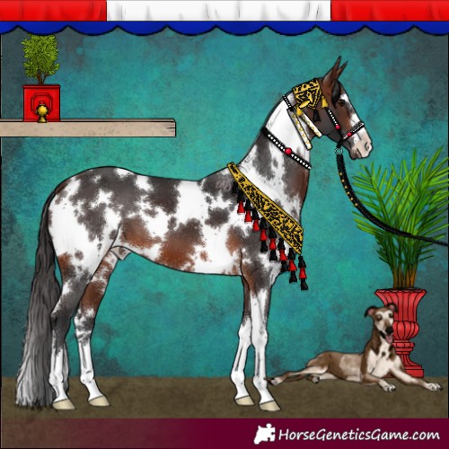 Horse Color:White Spotted Brown 