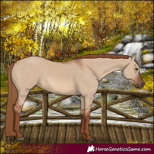 Horse Color:Red Dun 