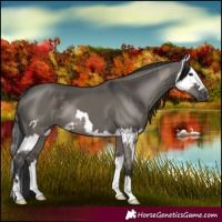 Horse Color:Grullo and Grullo Splash