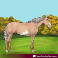 Horse Color:Silver Amber Champagne Frame 