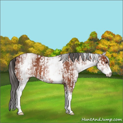Horse Color:Bay Sabino Rabicano  and White Spotted Bay Rabicano 