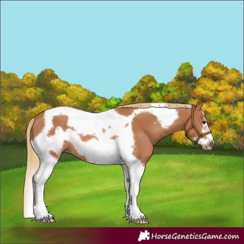 Horse Color:Chestnut Tobiano Frame 