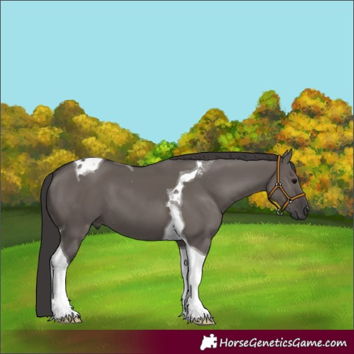 Horse Color:Smoky Grullo Tobiano 