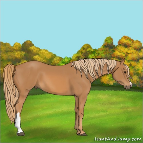 Horse Color:Unknown 