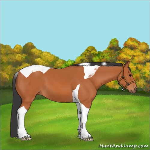 Horse Color:Bay Tobiano 