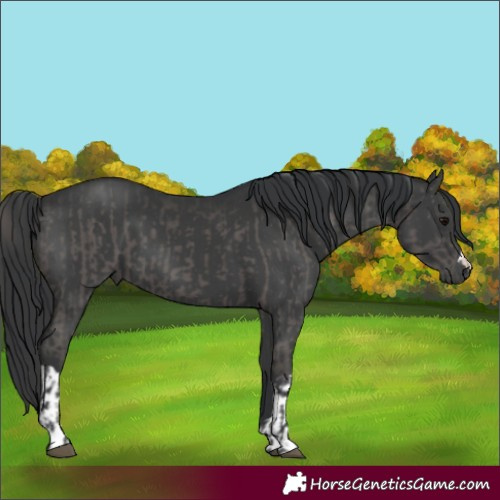 Horse Color:Grullo  and Black 