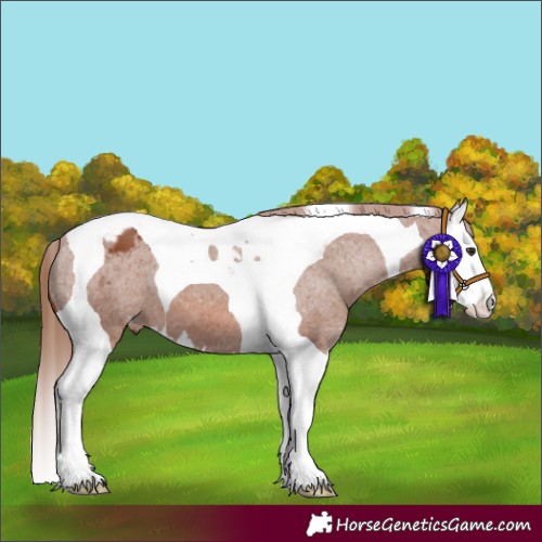 Horse Color:Chestnut Splash Tobiano Appaloosa 