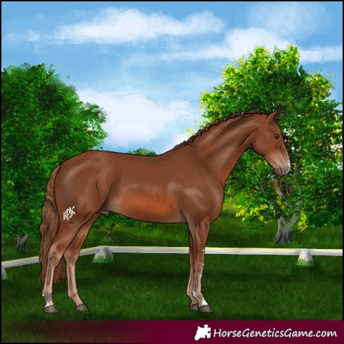 Horse Color:Chestnut Sabino 