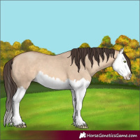 Horse Color:Amber Champagne Dun Splash 