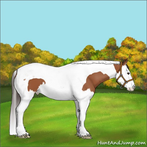 Horse Color:Bay Splash Tobiano 
