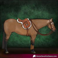 Horse Color:Gray Bay Dun 