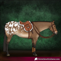 Horse Color:Gray Bay Dun Appaloosa 