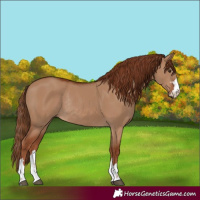 Horse Color:Red Dun Rabicano 