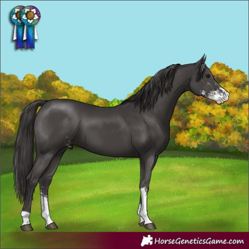 Horse Color:Smoky Black Sabino