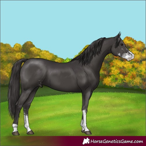 Horse Color:Smoky Black Sabino 