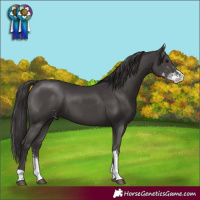 Horse Color:Smoky Black Sabino 