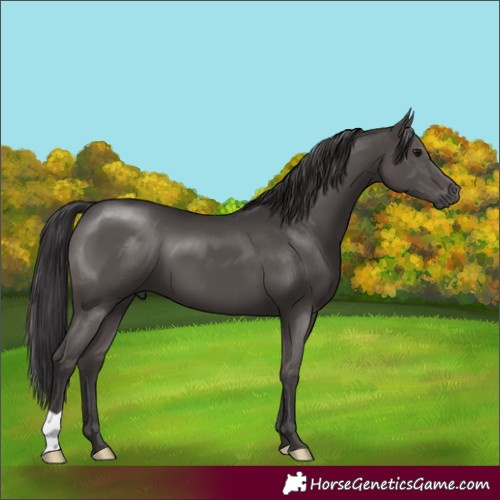 Horse Color:Smoky Black 