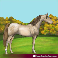 Horse Color:Buckskin Pearl 