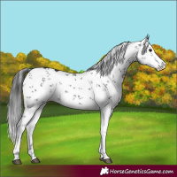 Horse Color:Black Sabino 