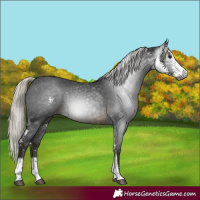 Horse Color:Gray Silver Buckskin Sabino Appaloosa 