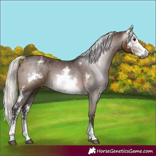 Horse Color:Gray Silver Buckskin Sabino Appaloosa 