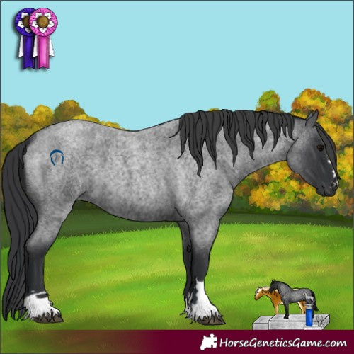 Horse Color:Blue Roan 