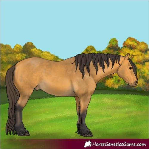 Horse Color:Buckskin 