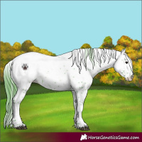 Horse Color:Watercolor Black Sabino Appaloosa 