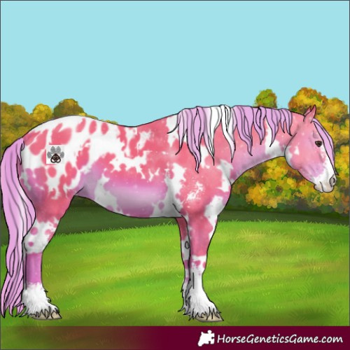 Horse Color:Watercolor White Spotted Liver Chestnut Sabino Appaloosa 
