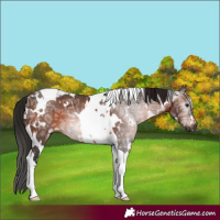 Horse Color:Gray White Spotted Bay Ice Tobiano 