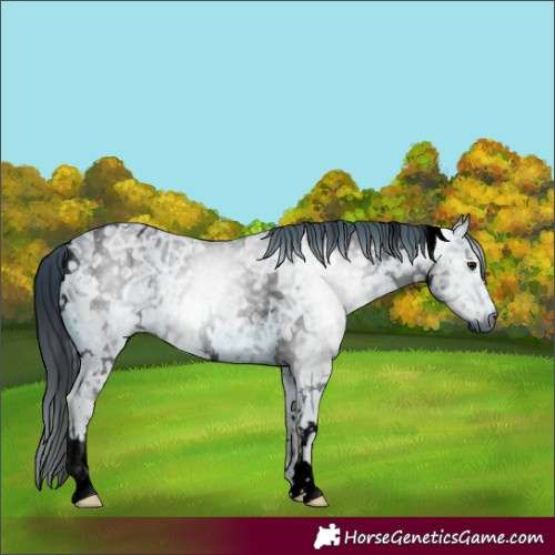 Horse Color:ERROR: UNKNOWN ANOMALY
