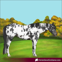 Horse Color:White Spotted Brown Ice Appaloosa 