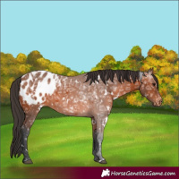 Horse Color:White Spotted Bay Ice Appaloosa 