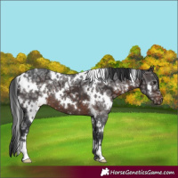 Horse Color:White Spotted Brown Ice 