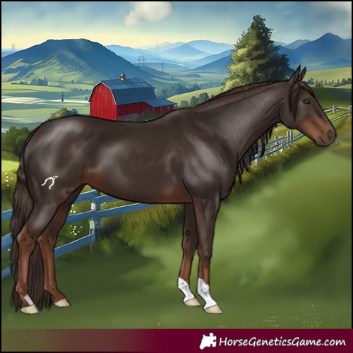 Horse Color:Liver Chestnut 