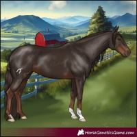 Horse Color:Liver Chestnut 