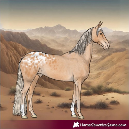 Horse Color:Chestnut Appaloosa 