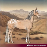 Horse Color:Chestnut Appaloosa 