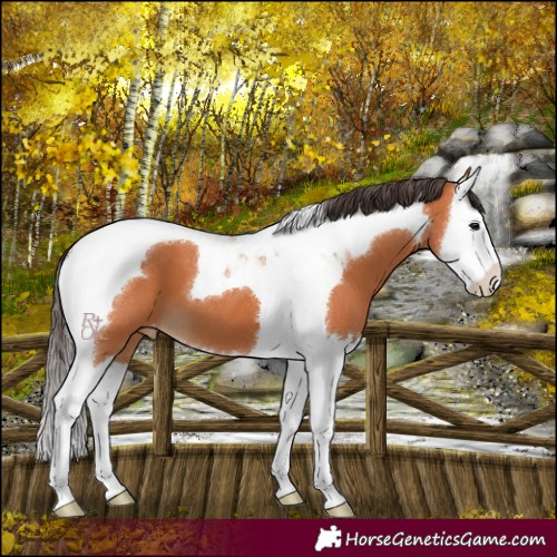 Horse Color:Bay Splash Tobiano Varnish 