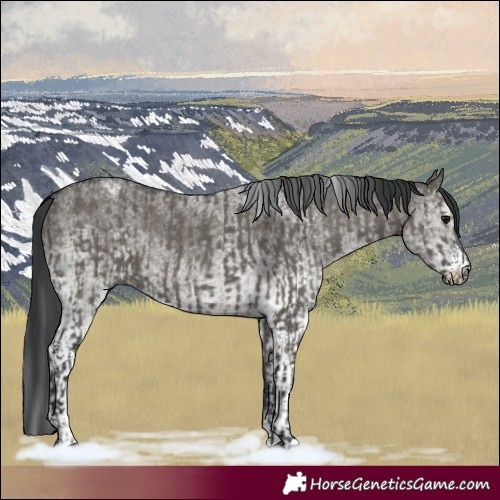 Horse Color:Grullo  and White Spotted Grullo 