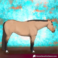 Horse Color:Bay Dun