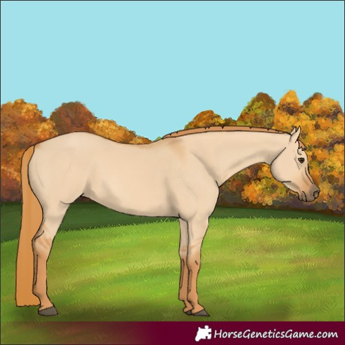 Horse Color:Red Dun 