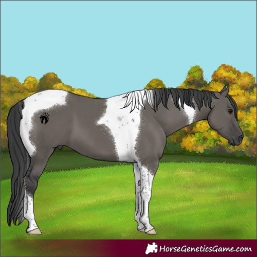 Horse Color:Grullo Tobiano 