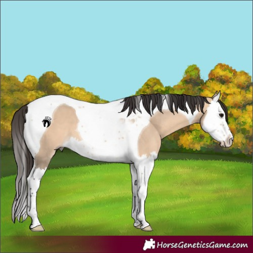 Horse Color:Bay Dun Splash Tobiano 
