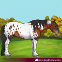 Horse Color:Brown Tobiano Appaloosa 