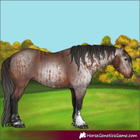 Horse Color:Bay Sabino Rabicano  and Gray Bay Sabino Rabicano 